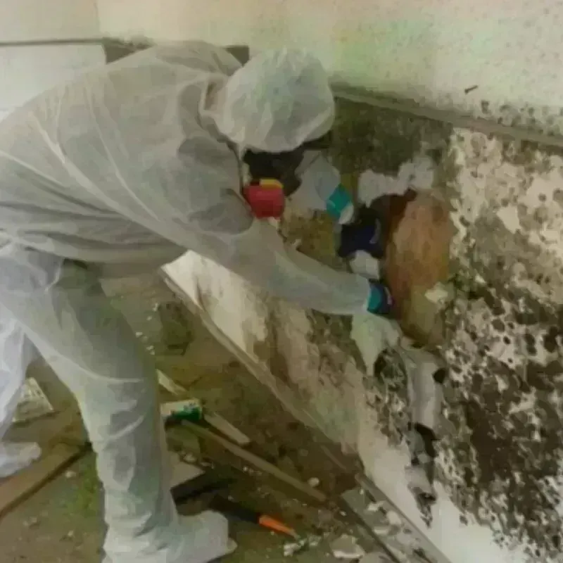 Mold Remediation and Removal in Goshen, NY